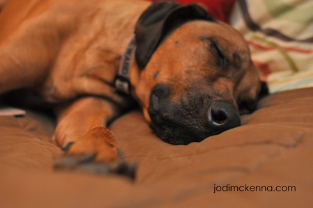 rhodesian ridgeback helps put golden designs sauna together